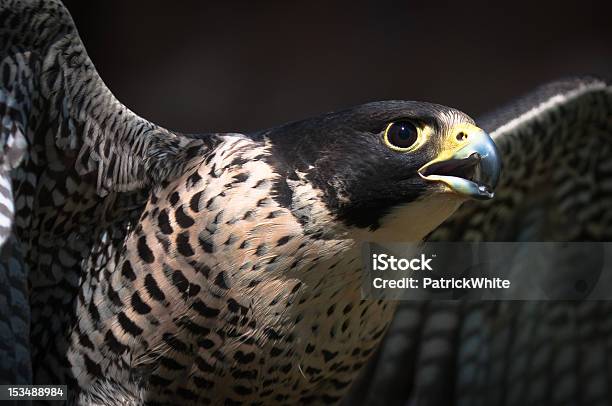 Catching Air Stock Photo - Download Image Now - Peregrine Falcon, Animal Body Part, Animal Wing