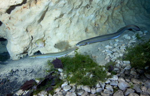 A pair of American Eels and a Sunfish appear to be parading by the cavern opening about 90 feet deep at Vortex Springs in Northwest Florida.