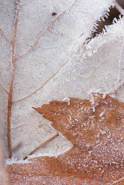 Frost on Maple Leaves stock photo