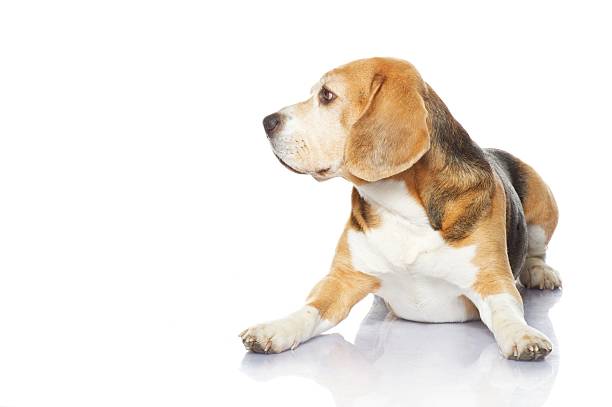 istock Beagle dog isolated on white background 153489920