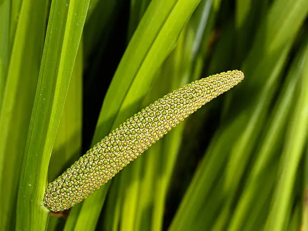 leaf calamus with inflorescence grow in water