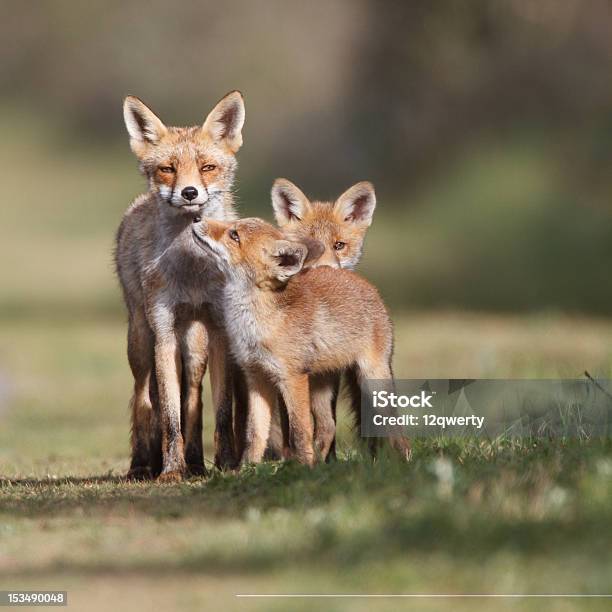 Red Fox Family Stock Photo - Download Image Now - Animal, Animal Family, Animal Wildlife