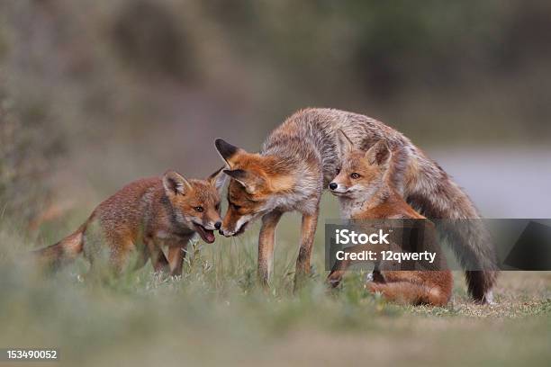 Red Fox Family Stock Photo - Download Image Now - Cub, Fox, Animal