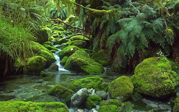 Waterfall in the Enchanted Forest "A small waterfall seen on the fourth day of the Milford Track on a section informally called ""The Enchanted Forest,"" due to its lush undergrowth, in Fjordland National Park on the South Island of New Zealand.        " fiordland national park photos stock pictures, royalty-free photos & images
