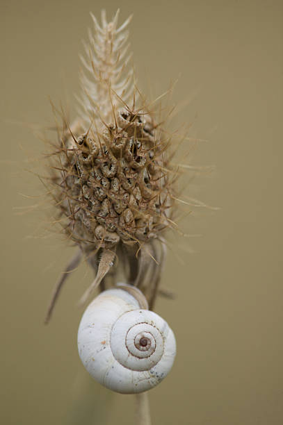 White Snail On Dried Lavender Flower stock photo