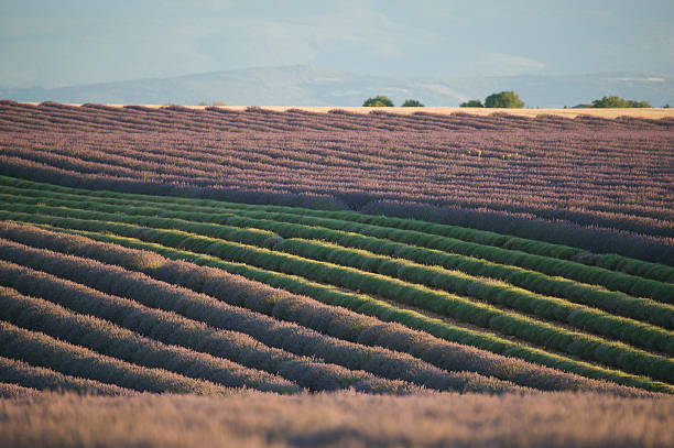 Rows Of Lavender Flowers stock photo