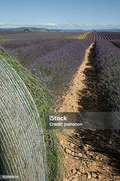 Lavender Flowers Ready For Harvest Stock Photo - Download Image Now - Agricultural Field, Agriculture, Bale