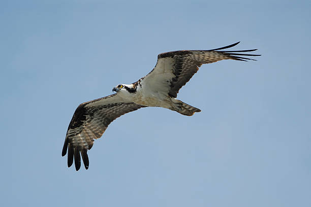 Osprey in flight stock photo