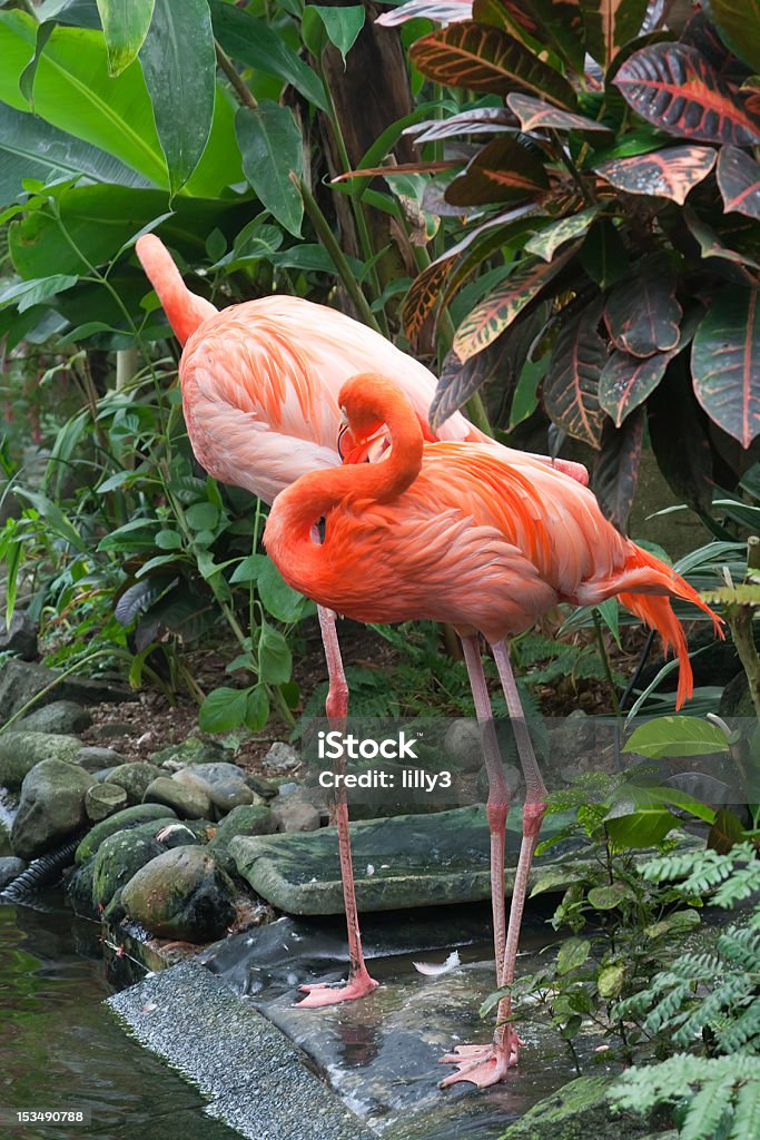 Dwa Karaiby Flamingi - Zbiór zdjęć royalty-free (Flaming)
