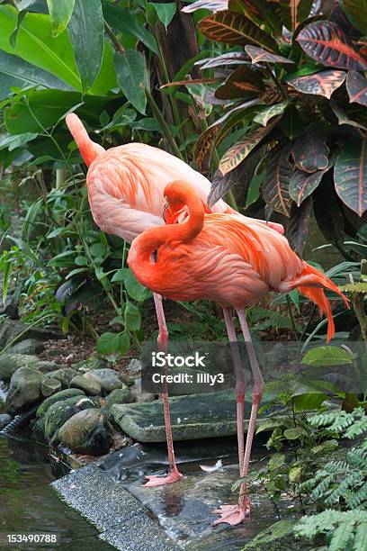 Dwa Karaiby Flamingi - zdjęcia stockowe i więcej obrazów Flaming - Flaming, Las deszczowy, Ameryka Południowa