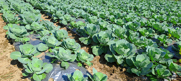 cabbage grows in the farmer field. white head cabbages. cabbage plantations grow in the field. vegetable rows.