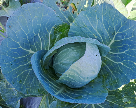 cabbage grows in the farmer field. white head cabbages