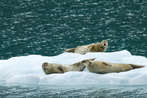 Seals resting on iceberg in Prince William Sound, Alaska