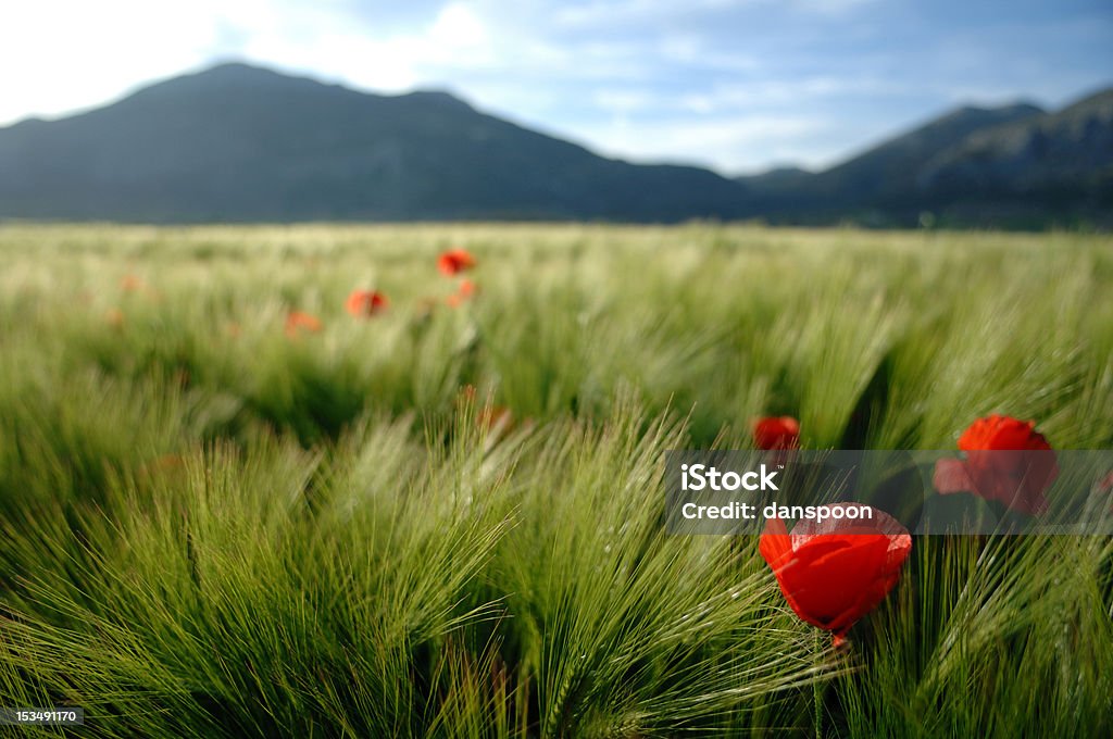 Sommer Poppy - Lizenzfrei Abenddämmerung Stock-Foto