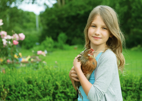 Little girl holding the chicken in hands