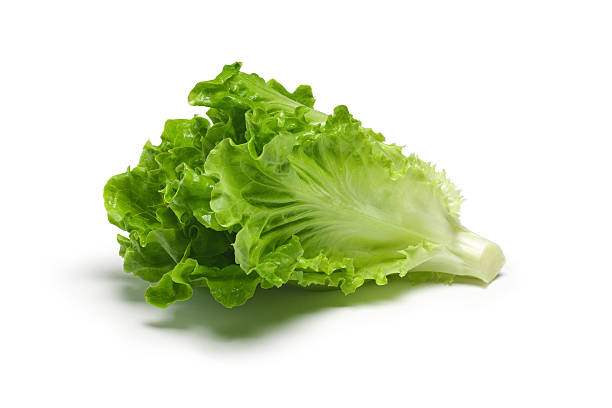Fresh Lettuce stock photo