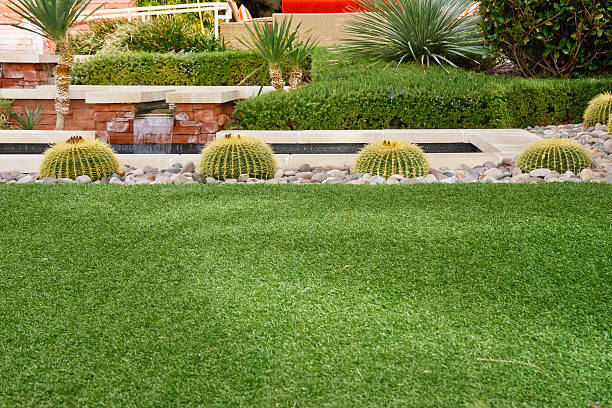 istock Cactuses in Garden Beyond Green Lawn 153491432