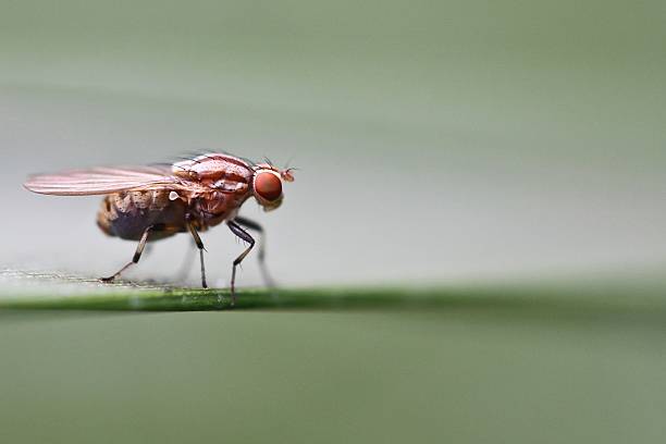 Fly Macro stock photo