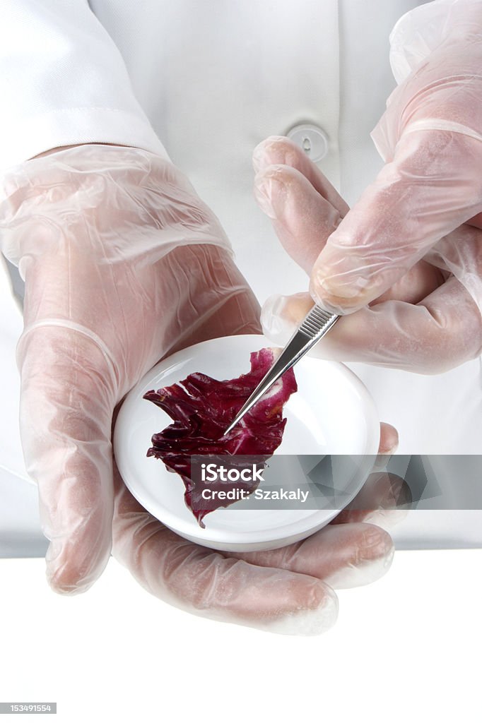 Salade rouge est examinée dans le laboratoire de restauration - Photo de Agent pathogène libre de droits