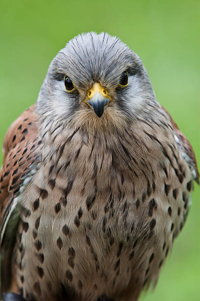 istock Closeup of a kestrel 153491563