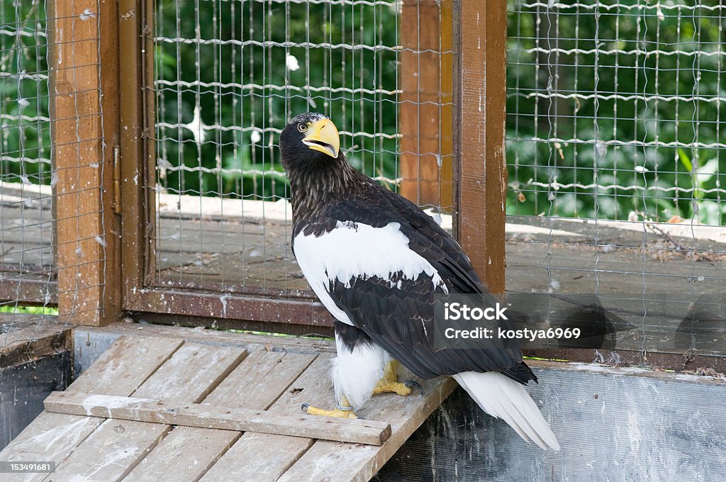 Aquila clanga (Haliaeetus pelagicus) - Royalty-free Amarelo Foto de stock