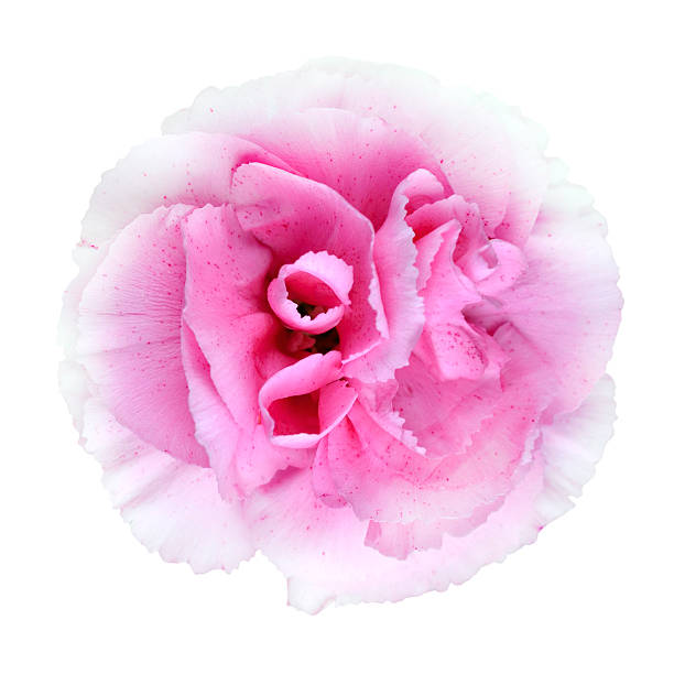 istock Pink Carnation Flower Isolated on White Background 153491746