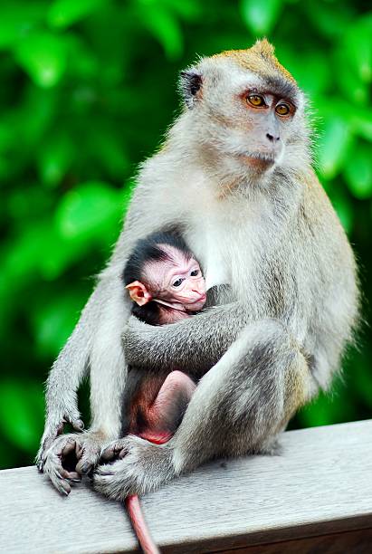 istock Mother Love 153492431