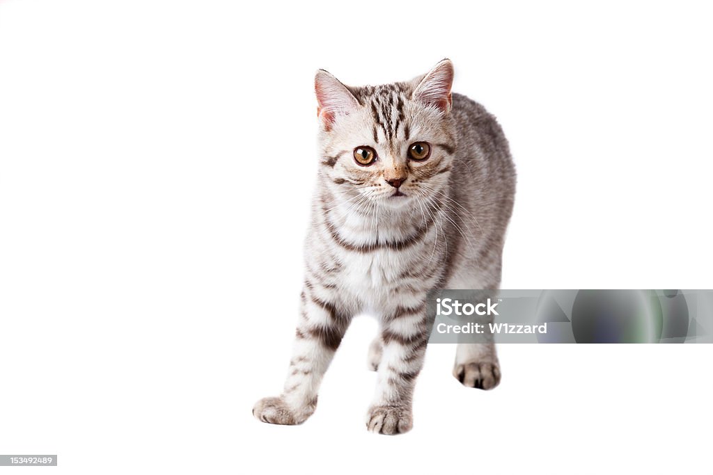 kitten small striped kitten isolated on white Animal Stock Photo