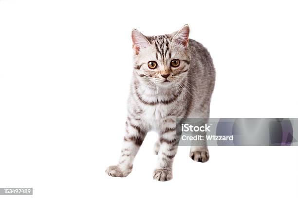 Kitten Stock Photo - Download Image Now - Animal, Animal Body Part, Animal Hair