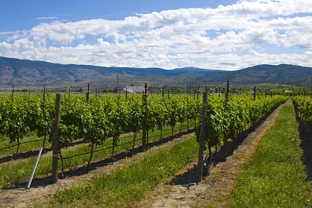 winnice i sady. osoyoos, b.c. - lake osoyoos zdjęcia i obrazy z banku zdjęć