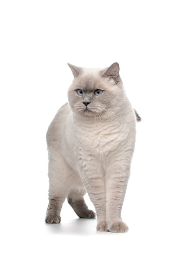 beautiful big cat breeds British Shorthair on a white background