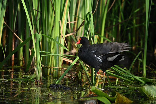 Summer scene of a Common Gallinule or Moorhen on the edge of a freshwater marsh