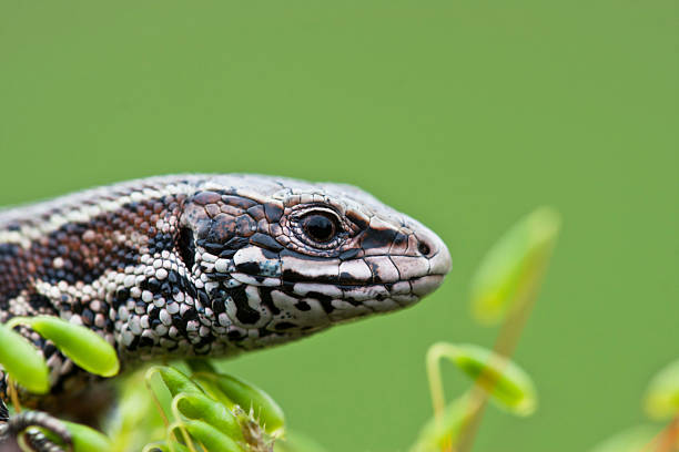 Common Lizard A captive Common Lizard's head in profile with a green background. zootoca vivipara stock pictures, royalty-free photos & images