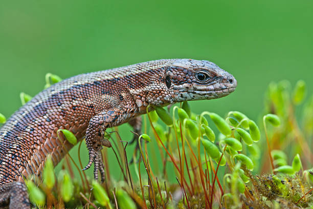 Common Lizard A captive Common Lizard walking on moss with a green background zootoca vivipara stock pictures, royalty-free photos & images