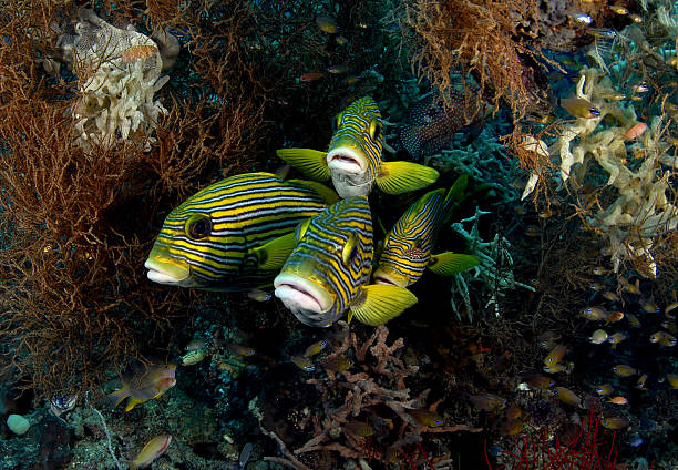 istock Fish in family 153492997