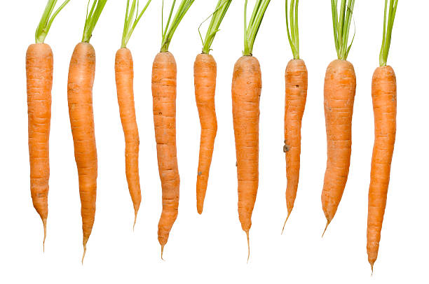 istock Harvested organic carrots 153493091