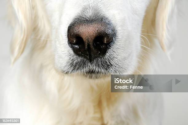 Perros Nose Foto de stock y más banco de imágenes de Animal - Animal, Boca de animal, Cabeza de animal