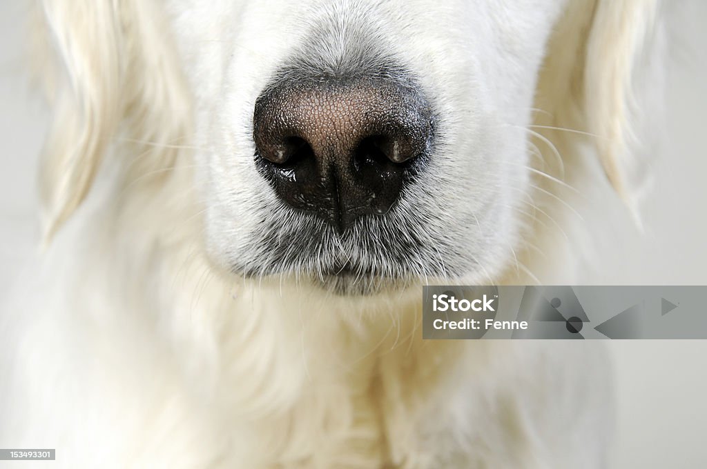 Nariz do cão - Royalty-free Animal Foto de stock