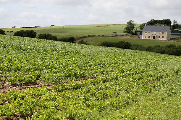 irish cabbage farm stock photo