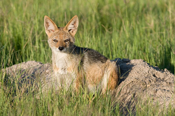 istock Jackal in the Okavango Delta, Botswana 153493374
