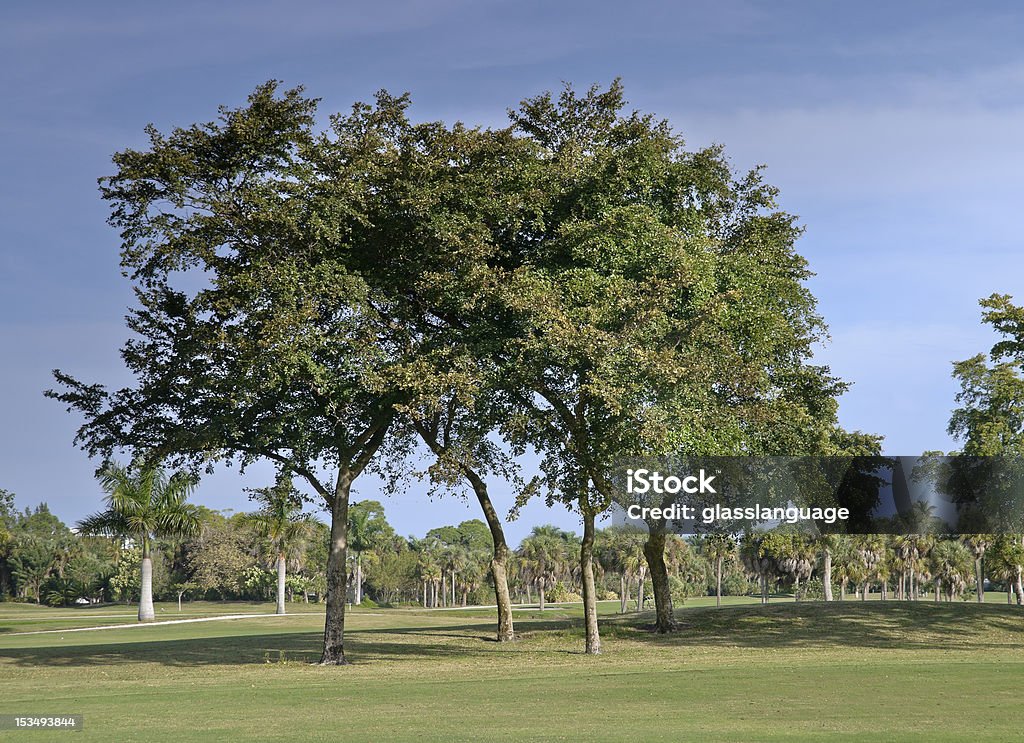 Golfplatz in Florida - Lizenzfrei Baum Stock-Foto