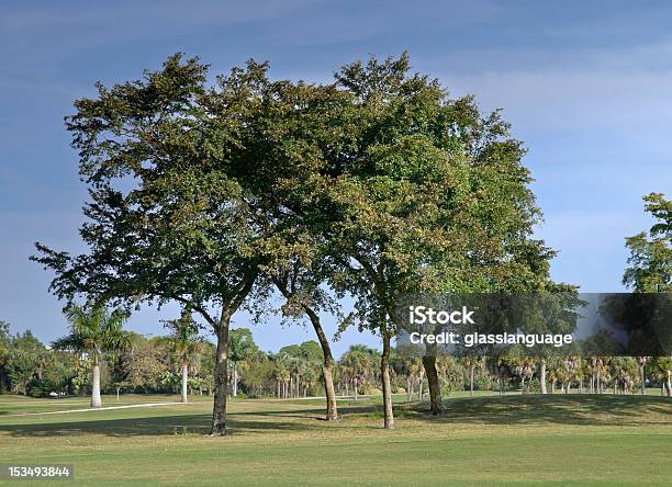 Golfplatz In Florida Stockfoto und mehr Bilder von Baum - Baum, Bildkomposition und Technik, Blau