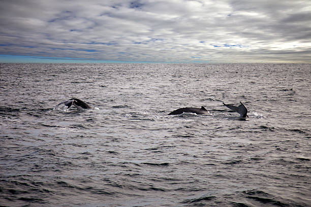 Three Humpback Whales stock photo