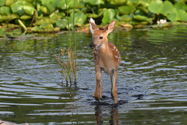 istock White Tailed Deer fawn in marsh 1534940784