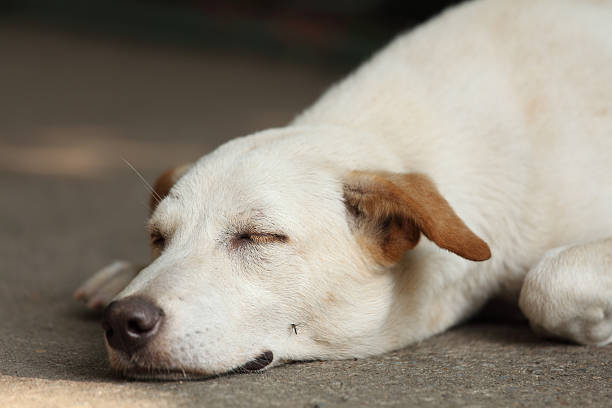 Sleeping Dog stock photo