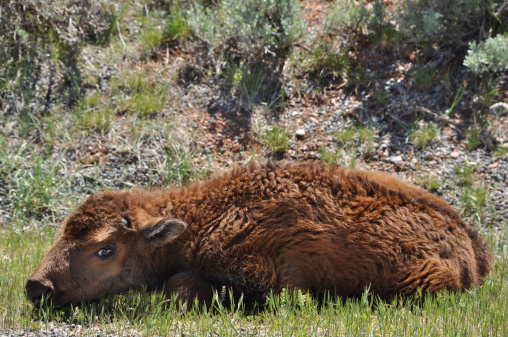 American bison (Bison bison) calf taking a nap in sagebrush, Wyoming.