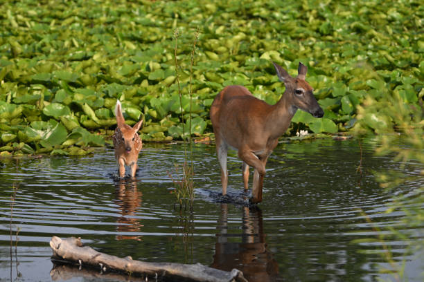 istock White Tailed Deer doe and fawn in marsh 1534942421