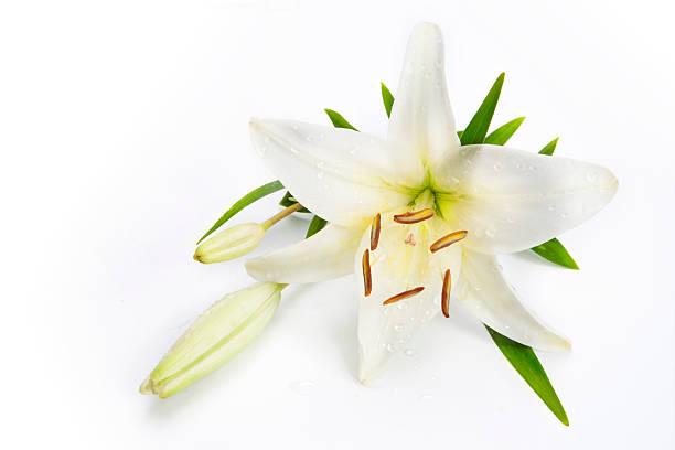lily fiori su sfondo bianco - bouquet bunch cut out drop foto e immagini stock