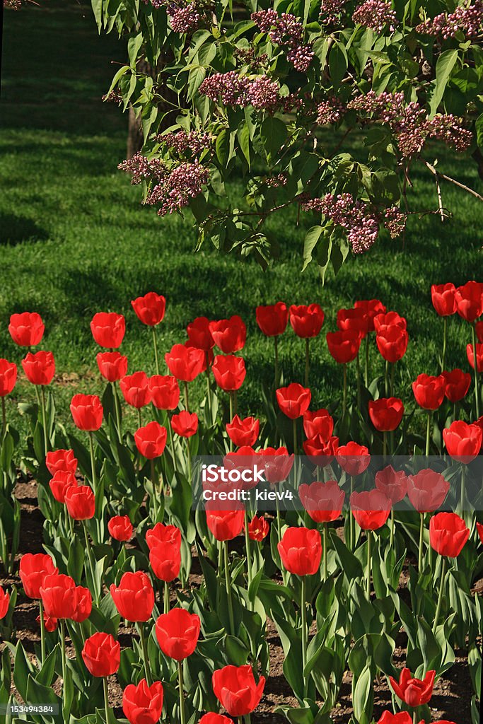 Tulipani e lilla - Foto stock royalty-free di Albero