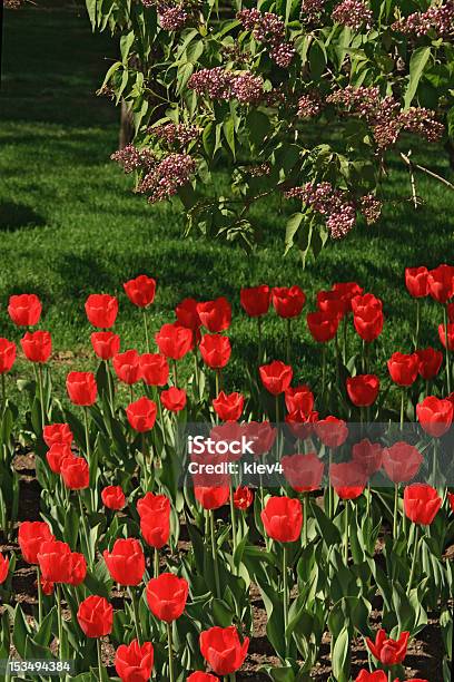 Tulipani E Lilla - Fotografie stock e altre immagini di Albero - Albero, Ambientazione esterna, Bellezza naturale